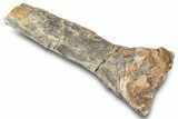 Fossil Mosasaur (Platecarpus) Partial Phalanx Bone - South Dakota #322102-1